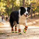 Border Collie walking proudly on an autumn forest trail wearing tangerine orange stay-on winter dog boots.