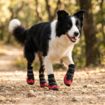 Active Border Collie sprinting on a wooded path wearing black and red summer dog boots for large dogs.