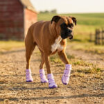 Boxer dog trotting comfortably past a rural red barn wearing taro purple water-resistant hiking dog boots.