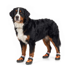 Bernese Mountain Dog Wearing Breathable Mesh Dog Shoes Tangerine Orange Fluffy Bernese Mountain Dog standing proudly in tangerine orange breathable mesh dog shoes with double webbings.