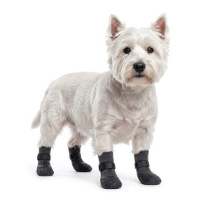 White Westie standing wearing silver gray breathable mesh dog socks with black rubber bases and adjustable straps.