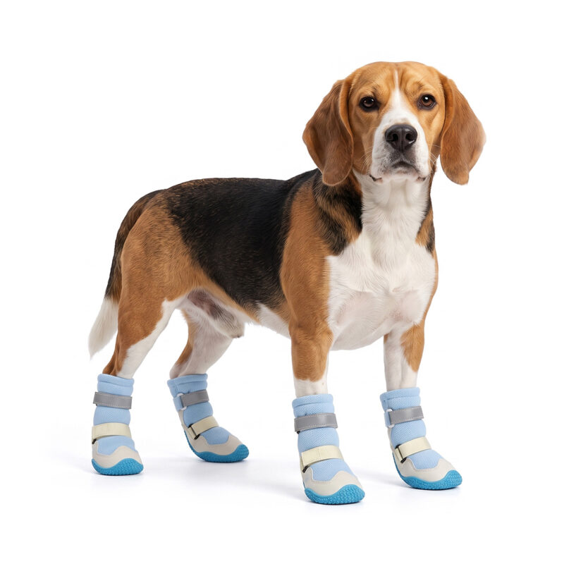Beagle wearing blue breathable mesh high-top dog boots with anti-slip rubber soles on a white background.