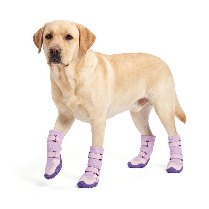 Labrador Retriever walking in taro purple breathable protective dog boots with non-slip rubber outsoles.