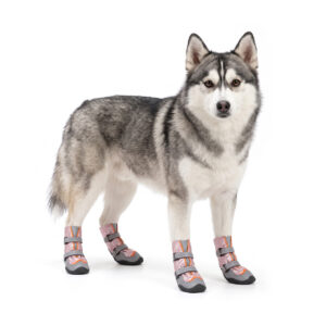 Cold Weather Dog Boots On Siberian Husky Siberian Husky standing upright in coral pink cold-weather dog boots with secure double tracking straps.