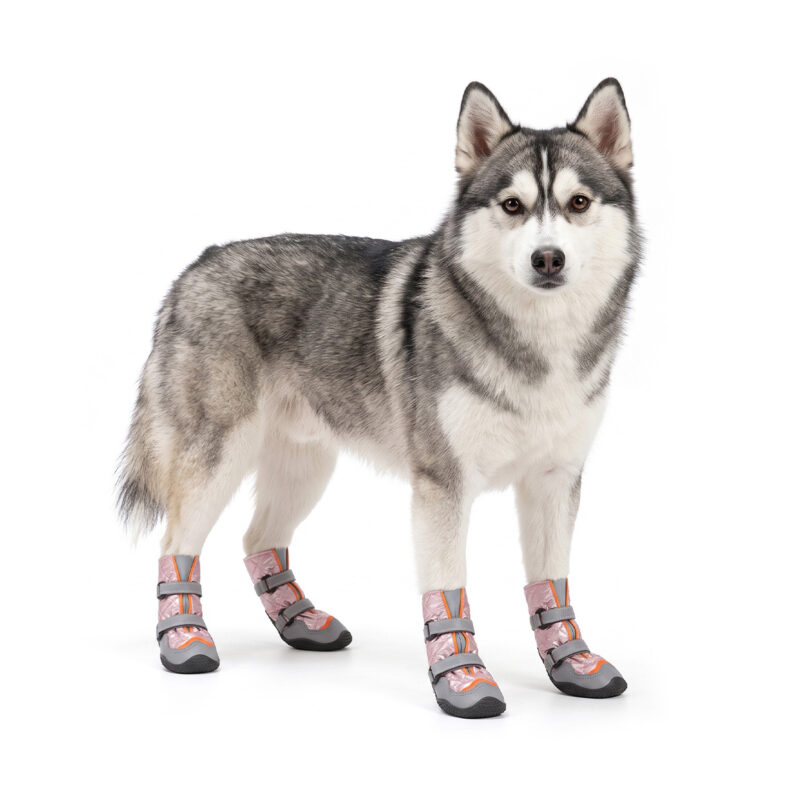 Cold Weather Dog Boots On Siberian Husky Siberian Husky standing upright in coral pink cold-weather dog boots with secure double tracking straps.