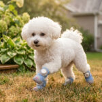 A small white Bichon Frise dog running fast over backyard turf wearing denim blue comfort fit soft-sole dog shoes.