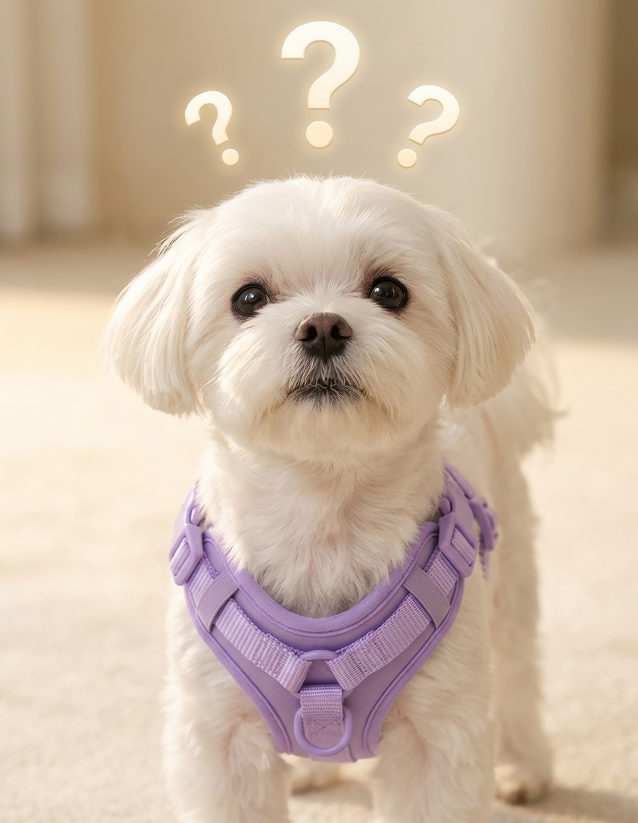Cute white Maltese dog with question marks floating overhead beside the Contact Us FAQ section.