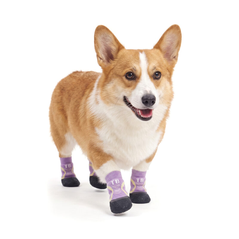 Pembroke Welsh Corgi trotting happily in taro purple crinkle grip knit booties with flexible black traction outsoles.