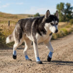 A Siberian Husky walking confidently along a dirt path wearing sky blue crinkle rubber bottom socks.