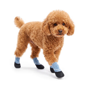 A light brown toy poodle walking confidently in sky blue crinkle rubber bottom socks with protective black floor cups.