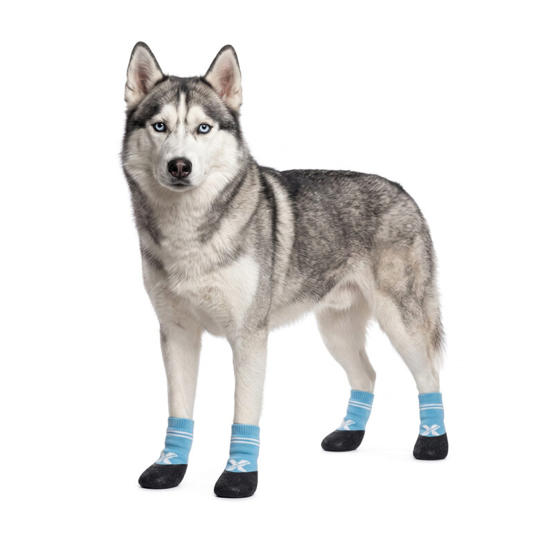 Siberian Husky standing alert wearing sky blue crinkle sole knit dog booties with protective vulcanized outsoles.