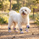 Happy white Maltese lifting a paw on a dirt road wearing dial-fit dog shoes for small dogs under bright daylight.