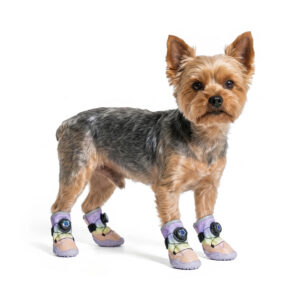Yorkshire Terrier Standing Tall In Dial-Fit Dog Shoes For Small Dogs Small Yorkshire Terrier standing vertically wearing dial-fit dog shoes for small dogs in a rainbow gradient weave.