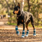 Doberman Pinscher strutting confidently along a dirt forest path in ocean teal high-top outdoor boots.