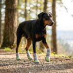 Doberman Pinscher hiking on a sunny forest dirt trail wearing high-top neon lime thick mesh dog boots.