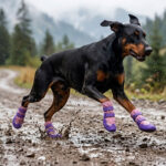 Doberman sprinting through a muddy outdoor trail wearing pink and purple waterproof snow dog boots.