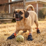 Puggle playing fetch with a tennis ball on dry backyard grass wearing tangerine orange anti-slip socks for active dogs.
