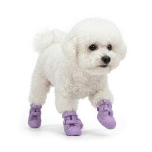 Bichon Frise Step Demo Dog Shoes For Hot Pavement Taro Purple White Bichon Frise puppy mid step wearing taro purple dog shoes for hot pavement protection during summer walks.