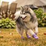 Husky puppy mid-sprint on sunlit grass wearing taro purple dog shoes for hot pavement protection.
