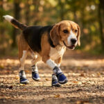 Beagle walking across a sunlit autumn leaf trail wearing blue dog shoes that stay-on through printed velcro straps.