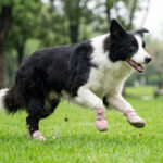 Border Collie mid air sprinting across a green grass field wearing secure blush pink dog shoes that stay-on.