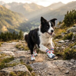 Border Collie sprinting fiercely down a rocky mountain trail wearing gray sole dog shoes that stay-on.
