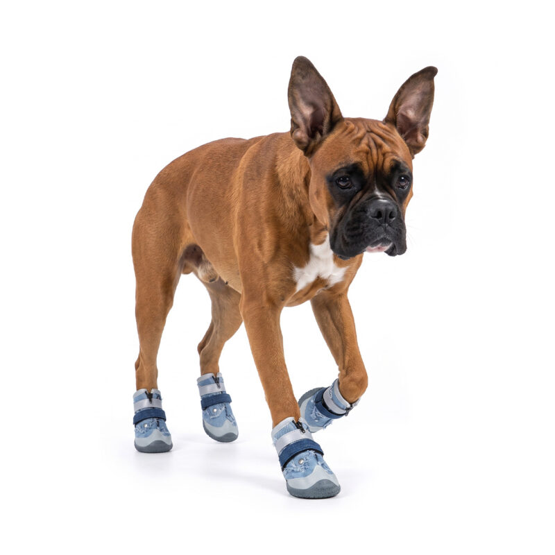 Boxer Dog Dynamic Walking In Dog Shoes That Stay-On Fawn Boxer dog trotting forward confidently wearing denim dog shoes that stay-on securely via zipper closure.