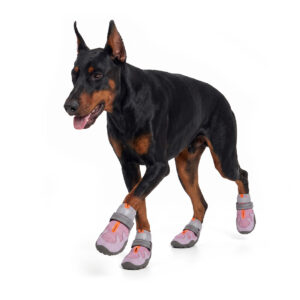 Doberman Pinscher Trotting In Dog Shoes That Stay-On Bliss Pink Athletic Doberman Pinscher walking mid stride wearing pink dog shoes that stay-on securely through rugged motion.