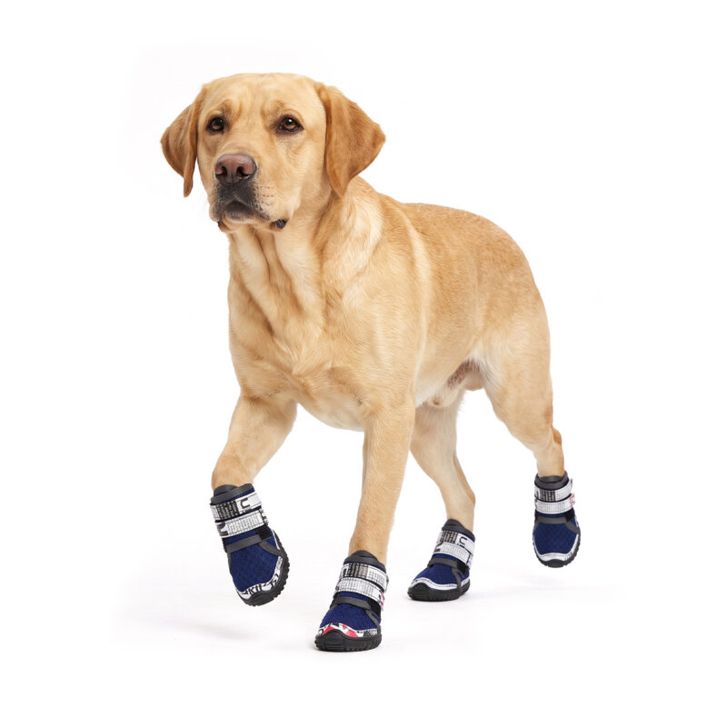Yellow Labrador Trotting In Secure Dog Shoes That Stay-On Yellow Labrador Retriever running forward mid step in textured blue dog shoes that stay-on through high torque motion.