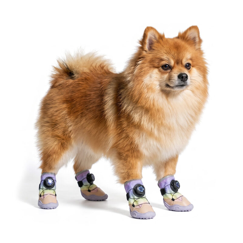 Pomeranian Toy Breed Demonstration Dog Shoes That Stay-On Fluffy Pomeranian showcasing unicorn pink dog shoes that stay-on securely via an automatic star shaped tension dial.