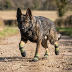 A German Shepherd sprinting on a gravel path wearing green dog socks with straps that stay on.