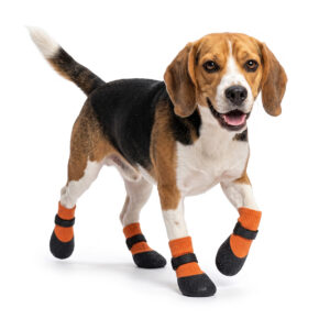 Beagle walking happily wearing tangerine orange dog socks with straps that stay on securely over wet grass.