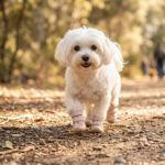 White Maltese walking smoothly on a shaded forest path wearing blush pink double-strap summer dog shoes.