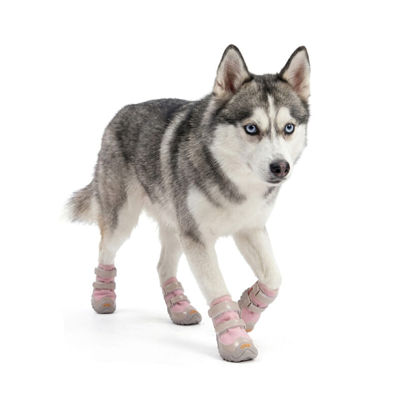 Siberian Husky walking forward mid stride wearing blush pink double-Velcro-strap dog shoes for paw protection.
