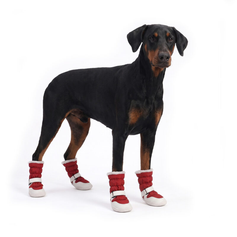 Doberman Pinscher standing in crimson red drawstring fleece dog boots with warm plush lining.