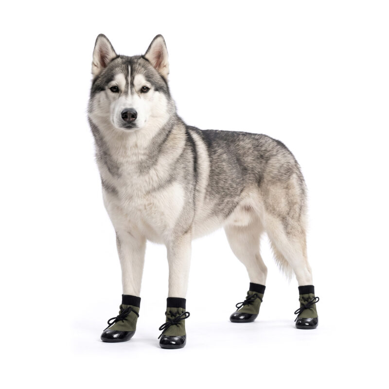 Siberian Husky standing tall in sage green drawstring knit dog booties featuring waterproof rubber dipped bottoms.