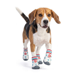 Beagle Trotting In Durable Walking Shoes For Large Dogs Gray Sole Active Beagle running forward mid step in durable walking shoes for large dogs featuring heavy duty gray soles.