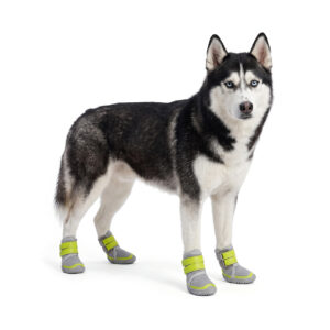Siberian Husky Wearing Durable Walking Shoes For Large Dogs Grey Neon Lime Siberian Husky standing tall in durable walking shoes for large dogs featuring grey mesh panels and bright neon green straps.