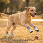 Yellow Labrador leaping to catch a ball on grass wearing durable walking shoes for large dogs with gray soles.