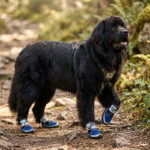 Massive black Newfoundland dog trekking carefully over river rocks wearing durable walking shoes for large dogs.