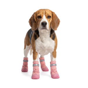 A cute Beagle dog standing and wearing four blush pink high-top dog boots with gray reflective fasteners on a clean white backdrop.