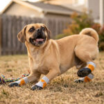 Puggle stretching on dry grass next to a toy while wearing gray and orange eco-friendly rubber dog socks.