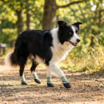 A black and white Border Collie hiking through a forest pathway wearing sage green elastic cuff dog booties.