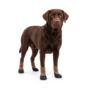 A chocolate Labrador standing alert wearing mocha brown elastic cuff dog booties with continuous liquid dipped outsoles.