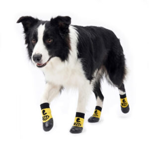 Border Collie trotting wearing lemon yellow cartoon style elastic cuff dog socks with non-slip dipped bottoms.