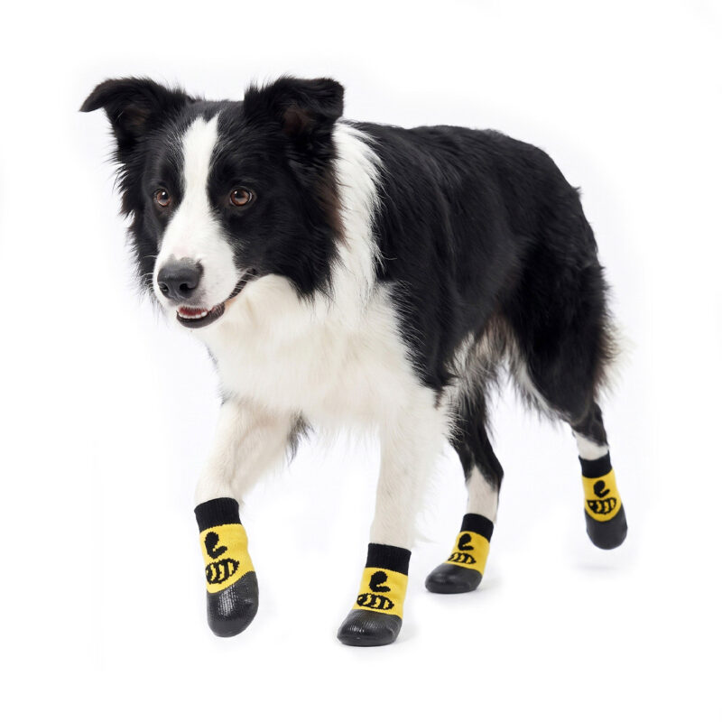 Border Collie trotting wearing lemon yellow cartoon style elastic cuff dog socks with non-slip dipped bottoms.