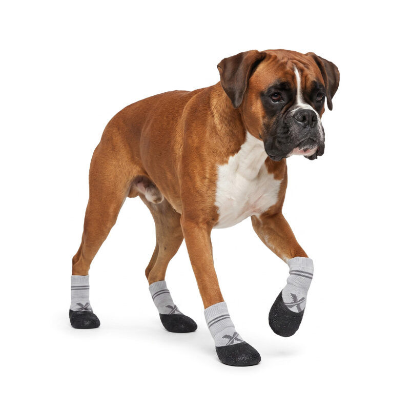 A fawn Boxer dog walking in silver gray elastic cuff puppy socks featuring durable cross-pattern weave detailing.