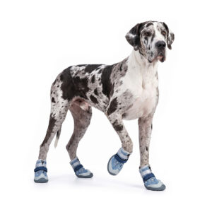 Great Dane Showcasing Fashionable Dog Shoes For Large Dogs Harlequin Great Dane raising a paw while wearing fashionable dog shoes for large dogs with secure double Velcro bands.