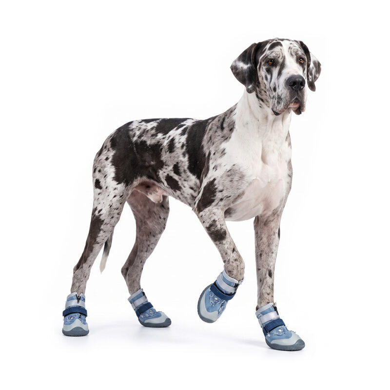 Great Dane Showcasing Fashionable Dog Shoes For Large Dogs Harlequin Great Dane raising a paw while wearing fashionable dog shoes for large dogs with secure double Velcro bands.