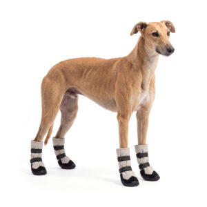 Greyhound standing comfortably in silver gray fleece lined dog boots featuring windproof long sleeve protection.